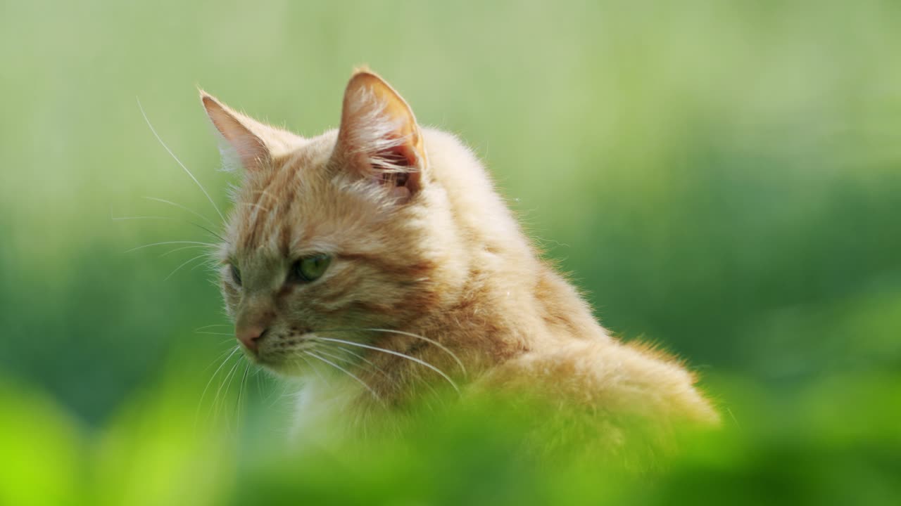 Orange domestic cat female is chilling in sunlight on green natural background