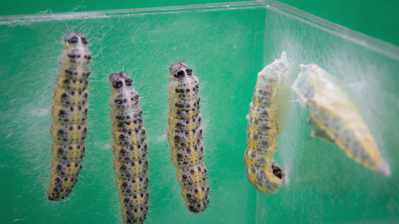 Caterpillars transforming into pupae, showcasing life cycle change, timelapse