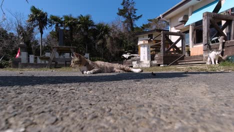 cat lying on ground, starts playing with toy