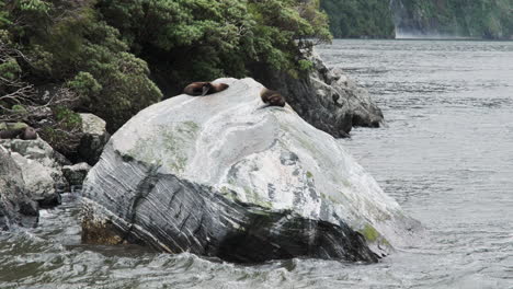 sea lions bask in the sun on a giant rock in milford sound, new zealand