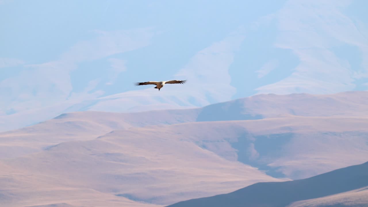 남아프리카의 드레이켄스베르크 산맥 아래에서 스캔하는 동안 풍력 열에서 웅장하게 상승하고 날아가는 케이프 버터