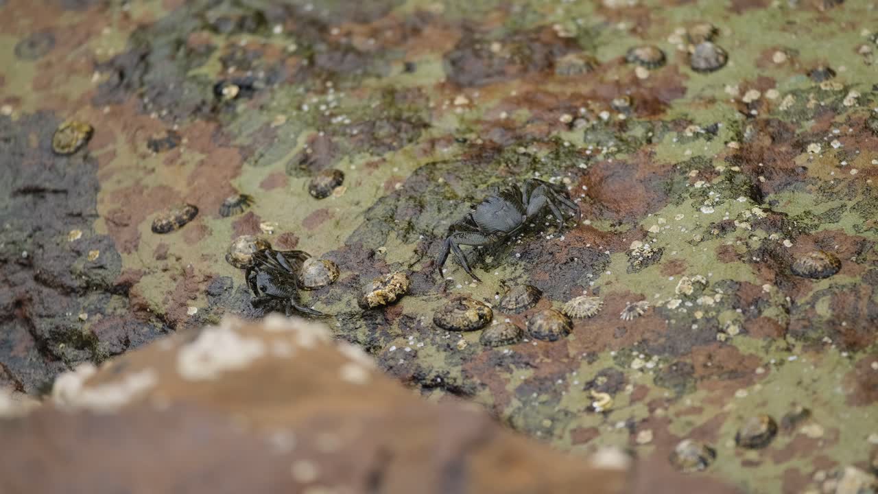 Crabs feeding on rocks by edge of ocean
