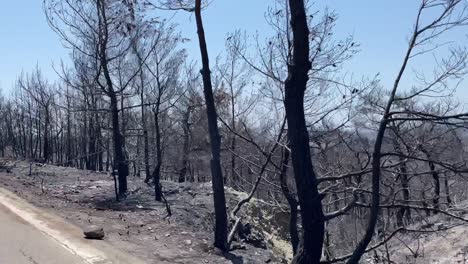 Black-tree-ashes-after-deadly-wild-fires-in-Rhode-island,-drive-by-view