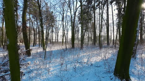 Aerial-flying-forward-through-Poland's-mixed-winter-forest-under-the-snow,-sunlight-streaming-through-trees