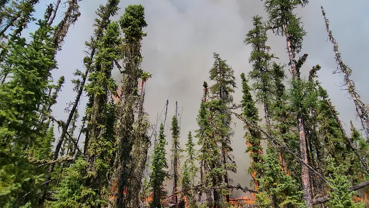 두꺼운 회색 연기가 하늘로 떠오르고 거대한 불꽃이 높은 나무 꼭대기 위로 뛰어들고 있습니다.