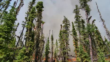 espeso humo gris se eleva hacia el cielo mientras enormes llamas saltan por encima de las altas copas de los árboles