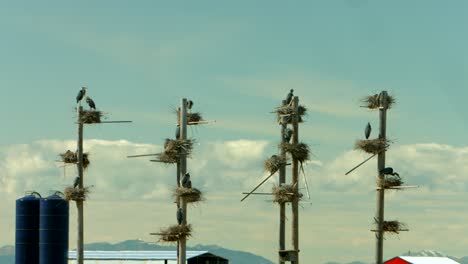 Four-tall-poles-with-a-group-of-nests-for-a-flock-of-great-blue-herons-nesting-at-a-bird-refuge-and-taking-care-of-their-new-babies