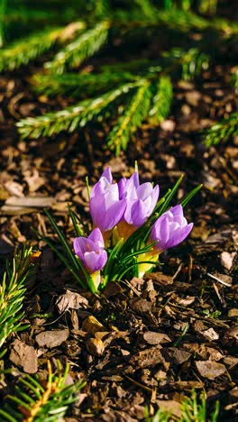 vertical timelapse video of flower petals opening as the day comes. spring flower blooming timelapse.
