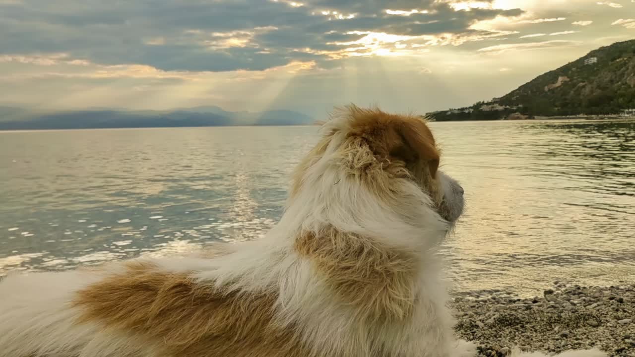 perro contra la puesta de sol en la playa. un momento para relajarse.