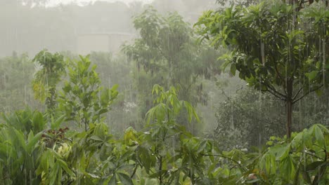 Rain-pouring-over-vegetation,-raining-season-in-China