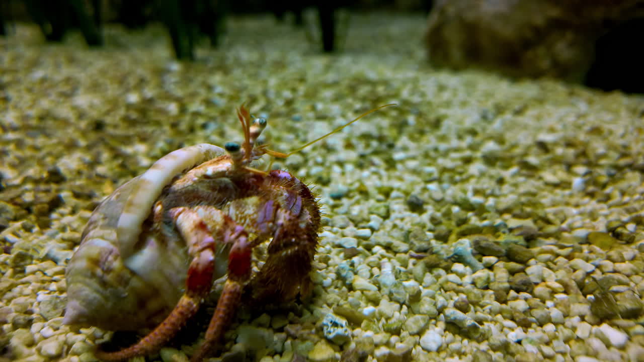 Ocean sea crab inside shell, aquatic creature sea life ocean floor pebble stones