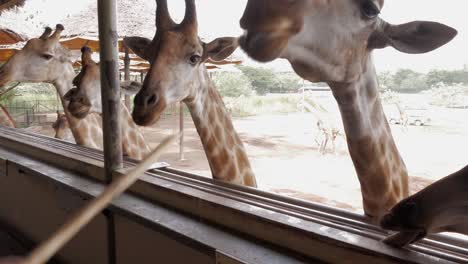 Eine-Nahaufnahme-Von-Giraffen,-Die-Mit-Bananen-Am-Stiel-Gefüttert-Werden