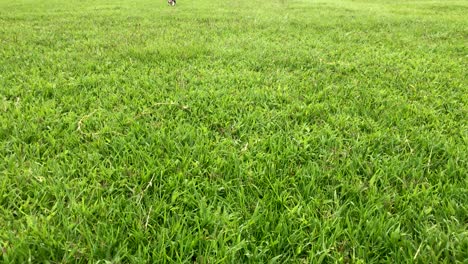 dog running in the grass.