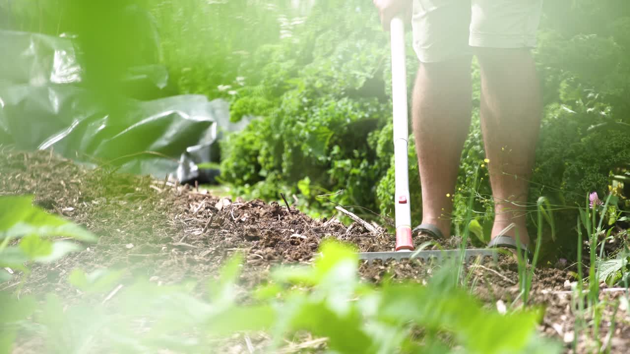 A man standing alongside the garden bed holding a rake tilling the soil in New Zealand -  medium shot