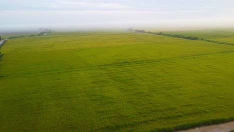 green rice field with fog seen from above, beautiful green field with clouds and gray day