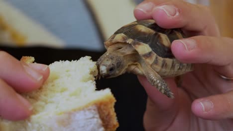 Nahaufnahme-Der-Hände-Einer-Frau,-Die-Eine-Leopardenschildkröte-Hält-Und-Ihr-Brot-Mit-120-Fps-Füttert