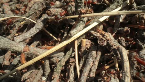 colina de hormigas salvajes en el bosque súper macro primer plano