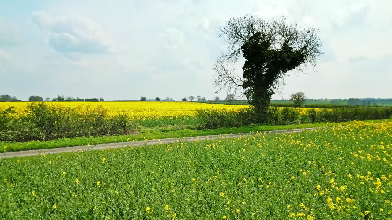 두 그루의 나무와 그림 같은 시골 도로가 있는 노란색 라프시드  ⁇ 의 매력적인 공중 촬영