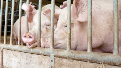 Rosa-Schweine-Schwein-Hinter-Gittern-Nutztiere-Blick-Auf-Feld-Sonnig-Vieh-Verbraucher-Abendessen-Veganer-Vegetarisch-Speck-Fleischindustrie-Burger-King-Mcdonalds-Lebensmittel-Natur-Leben-Freunde-Unglücklich-Gefangen-Bauer-Land