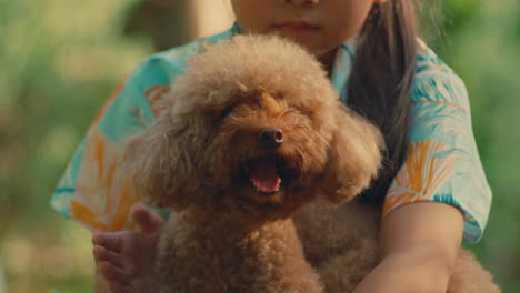 close up of poodle breed dog with red hair , female children kid playing with it caressing