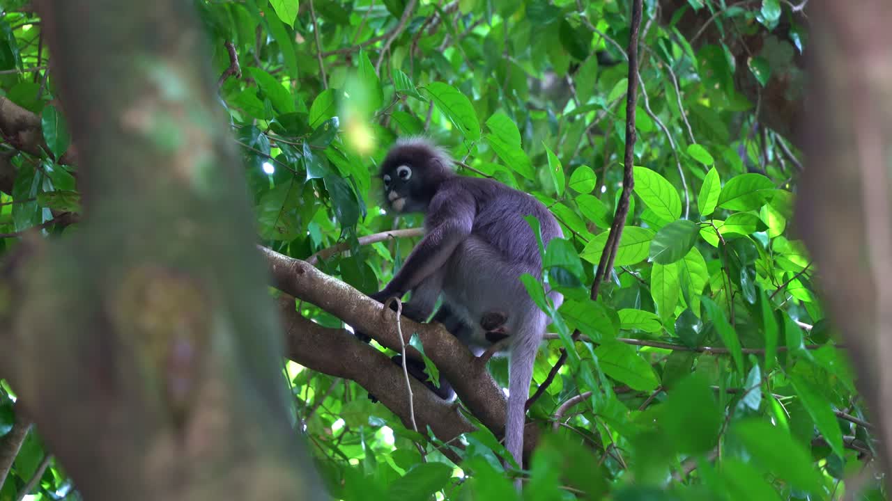 mono de hoja oscura silvestre o langur de gafas manchado encaramado en la rama de un árbol, protegido bajo el dosel verde exuberante en el bosque, mostrando el síntoma de asma
