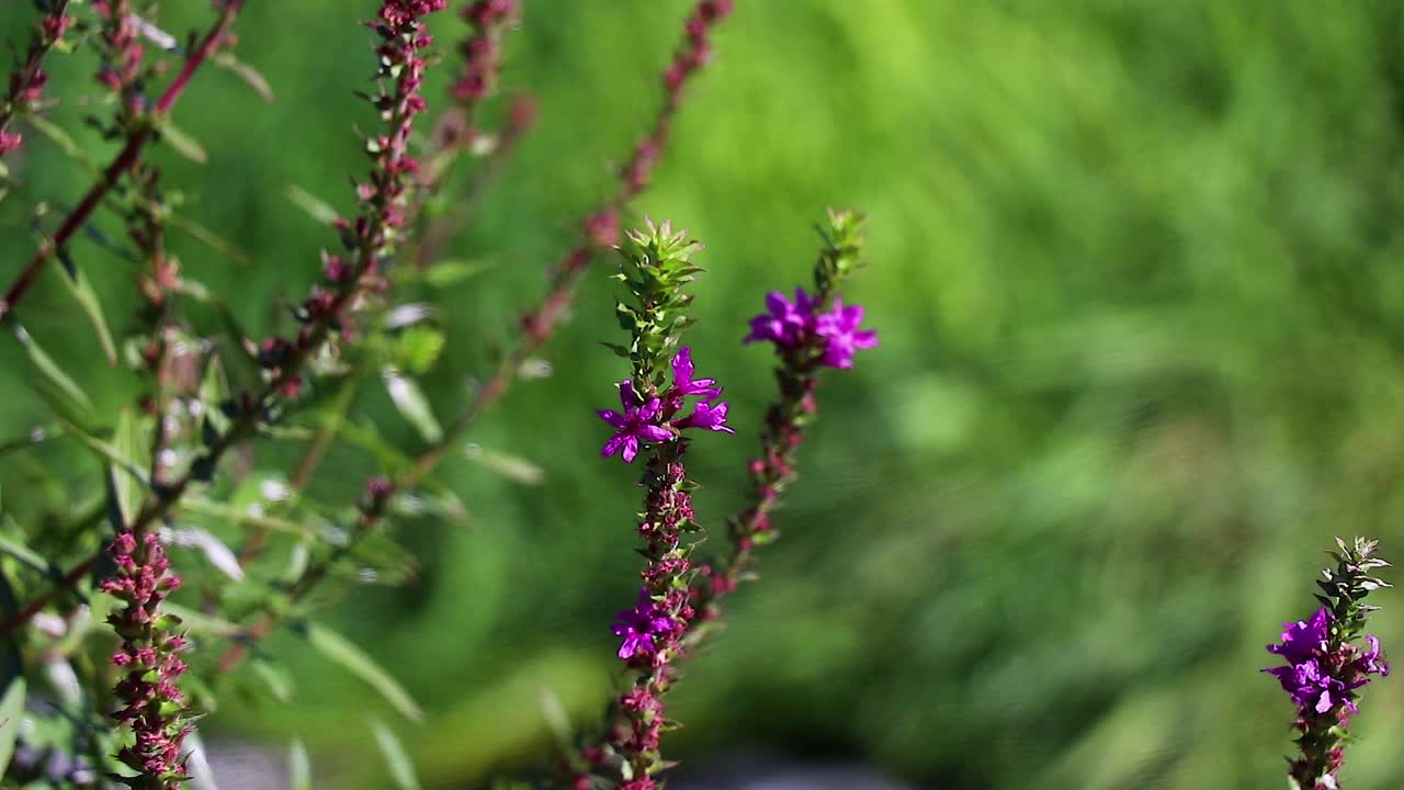 Wild Purple Flowers On The Eagle Idaho Green Belt 10 Second Video