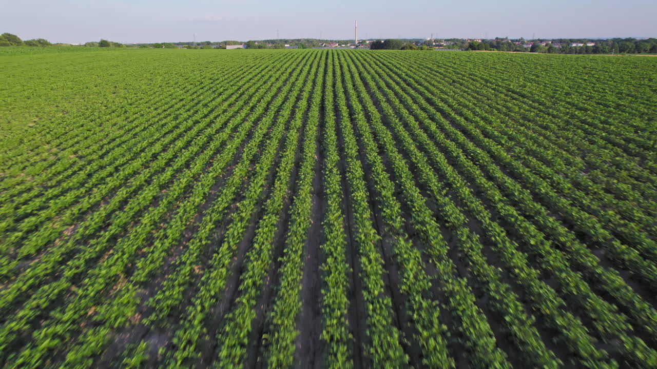 Aerial low pass over the young cornfield in the central European countryside, a cinematic flyover