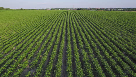 aerial low pass over the young cornfield in the central european countryside, a cinematic flyover