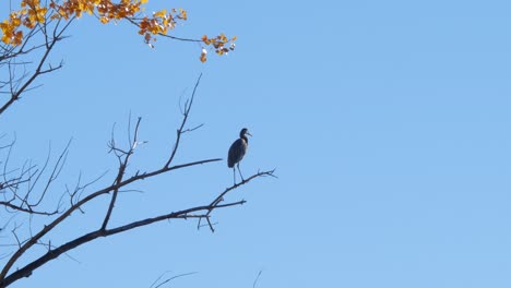 a great blue heron perches high in the autumn leaves in southern colorado