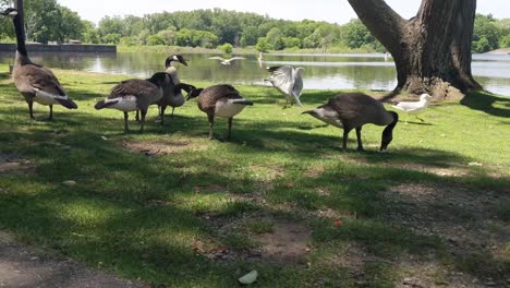 feeding geese in a bright sunny park in the shade of the trees, seagulls flying in the background