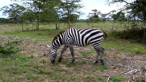 Cebra-Sola-Comiendo-Hierba-En-Crescent-Island-En-Un-Safari