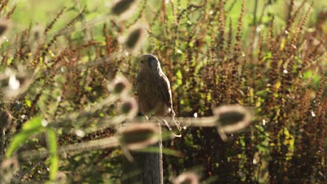 medium shot of a common kestrel sitting on a post among brush on a warm sunny morning with beautiful bokeh, falco tinnunculus, slow motion