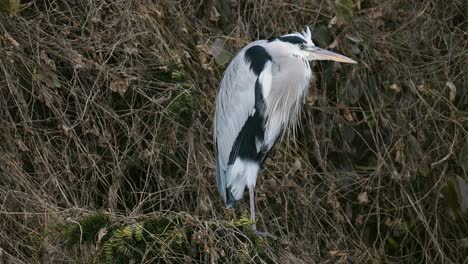 Grey-Heron-Standing-On-The-Thick-Vegetation-At-Yangjae-Stream-In-Seoul,-South-Korea