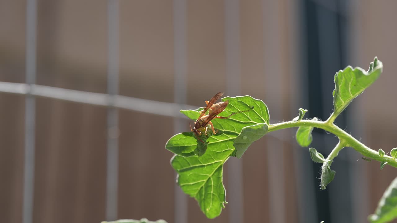 A Parasitic wasp eating or using a caterpillar as a host - isolated macro view