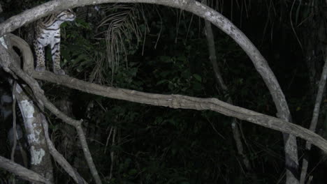 Ocelot-at-night-climbing-in-a-tree,-in-search-of-prey,-Pantanal-wetlands,-Brazil