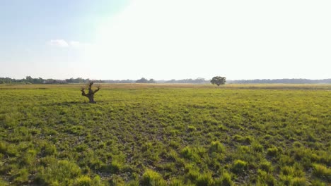 Amazing-aerial-shot-of-vast-marshland-grassland-with-old-tree,-forward,-day