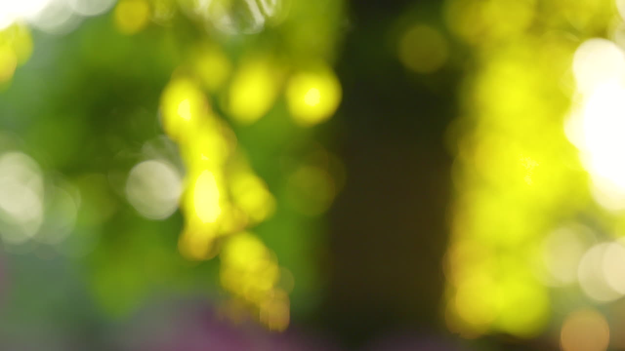 exuberante fondo bokeh verde: follaje desenfocado, ramas iluminadas por el sol crean una encantadora escena abstracta
