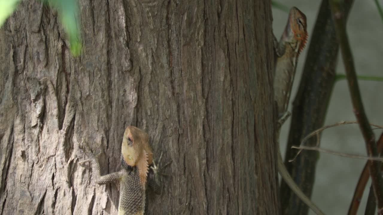 카멜레온과 도마