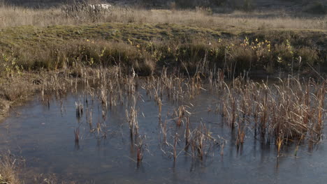 Frozen-pond-in-field