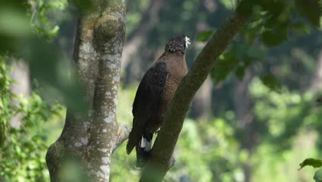 Ein-Haubenschlangenadler-Thront-Auf-Einem-Baum-Im-Chitwan-Nationalpark-In-Nepal