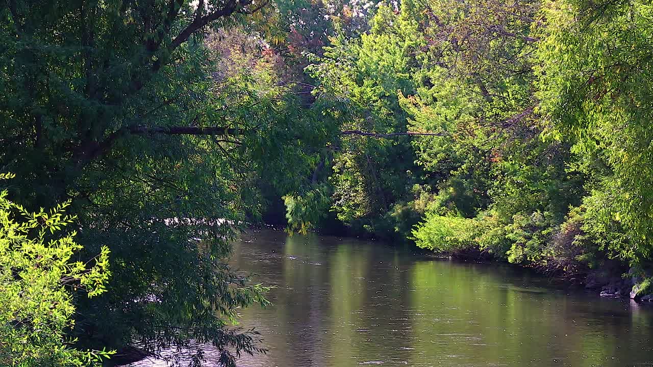 A River Flowing Through The Forest On The Boise Idaho Green Belt 10 Second Video