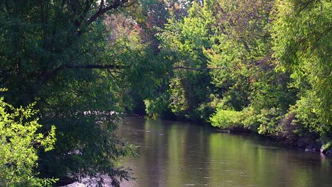 a river flowing through the forest on the boise idaho green belt 10 second video