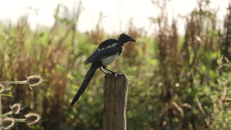 comiendo gaviotas.