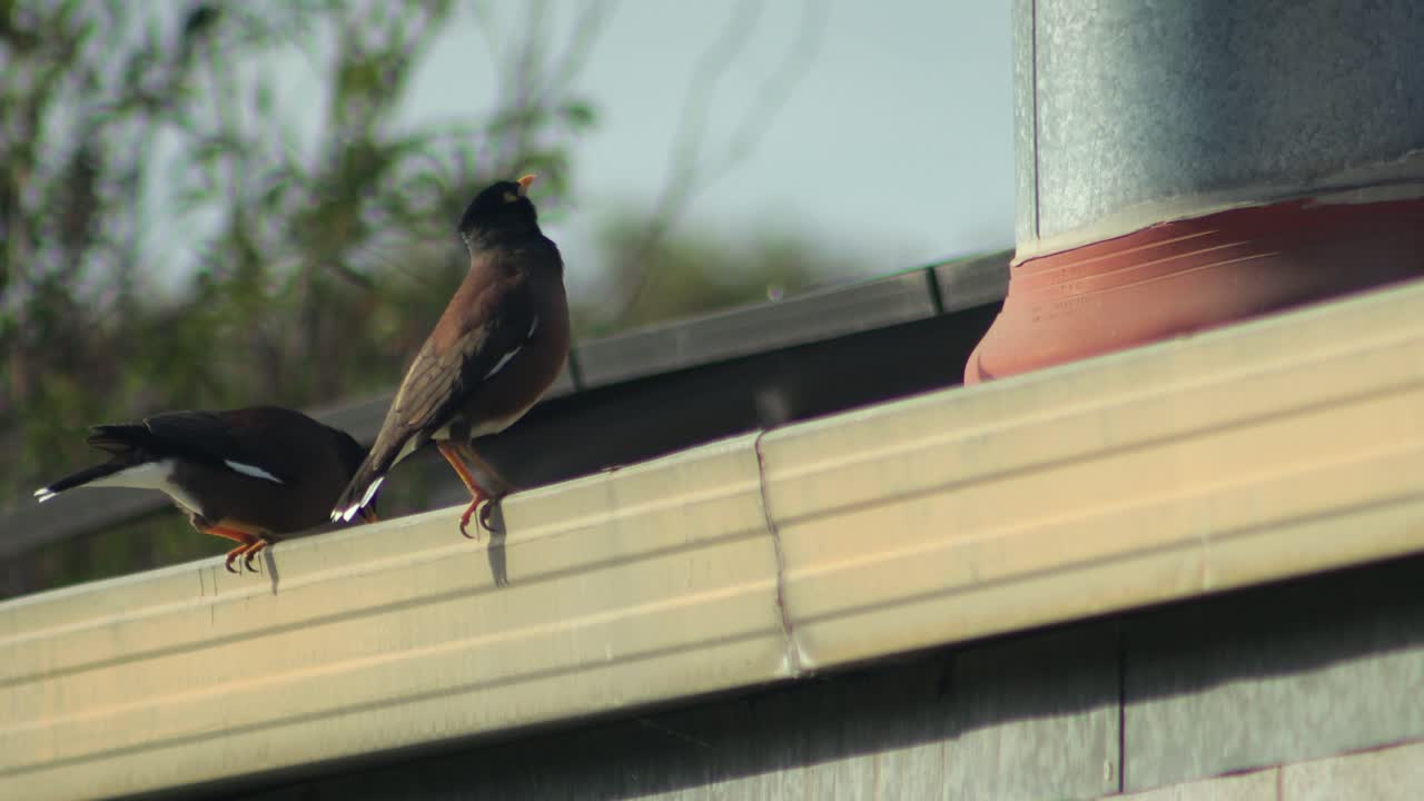 Common Myna Birds on a Roof Gutter