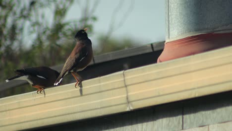common myna birds on a roof gutter