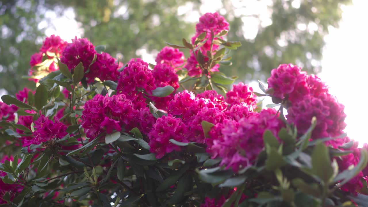Colorful rhododendron flowers pollinated by bees and bumblebees in spring