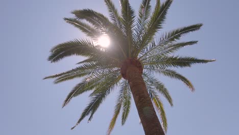 A tall palm tree in the wind against a background of blue sky and bright sun, whose rays make their way through the foliage