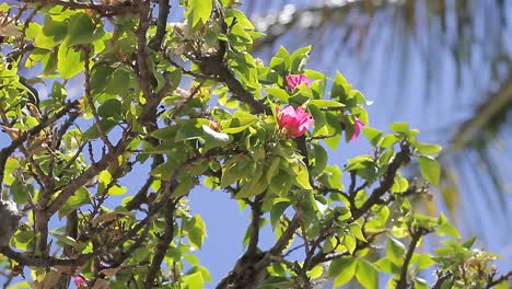 closed shot of plant with red flowers in tropical environment in punta cana dominican republic, beautiful climate with radiant sunshine, tourist life style