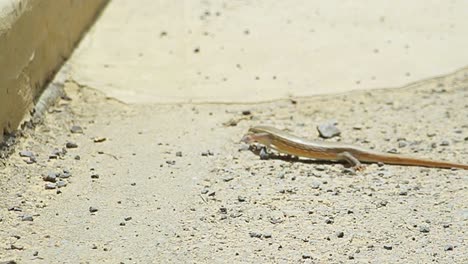 Cute-little-salamander-crossing-the-road-and-jumping-up-the-walkway-in-Dakar,-Senegal