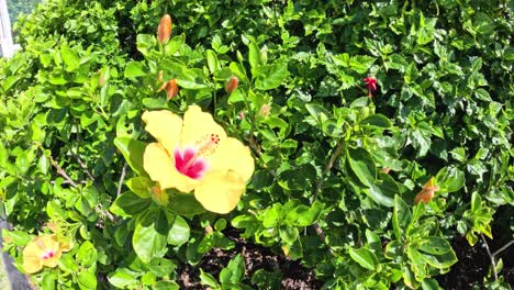 a yellow flower amidst lush green leaves